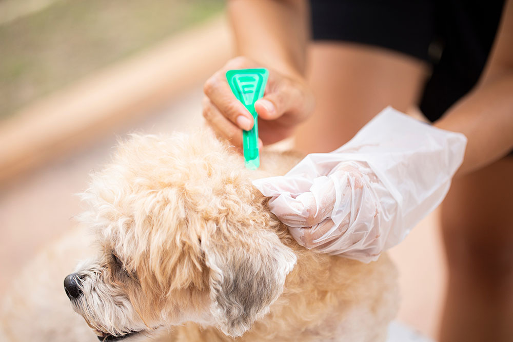 A close-up shot of a small, curly-haired tan dog receiving care as a person wearing a protective white plastic glove parts its fur, while their other hand uses a green plastic applicator pipette to apply spot-on flea and tick prevention medication to the scruff of the dog's neck.