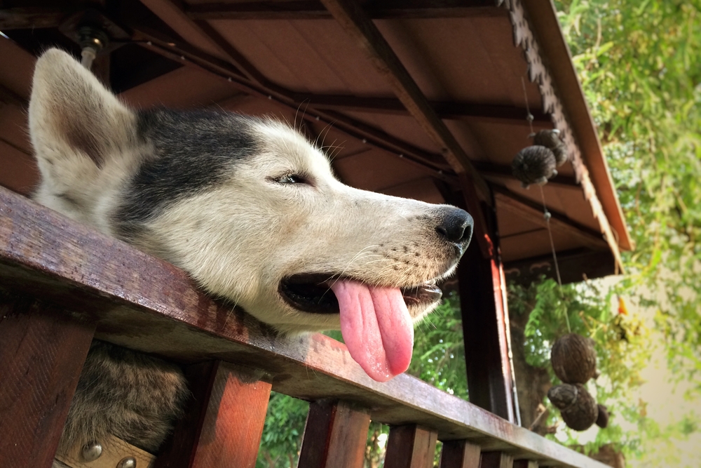 Dog showing signs of dehydration while being evaluated by a veterinarian, highlighting the importance of hydration and prompt medical care.