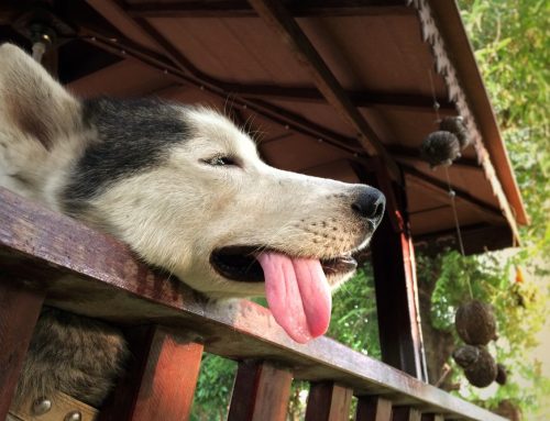 Will You Know What to Do if Your Pet Overheats?