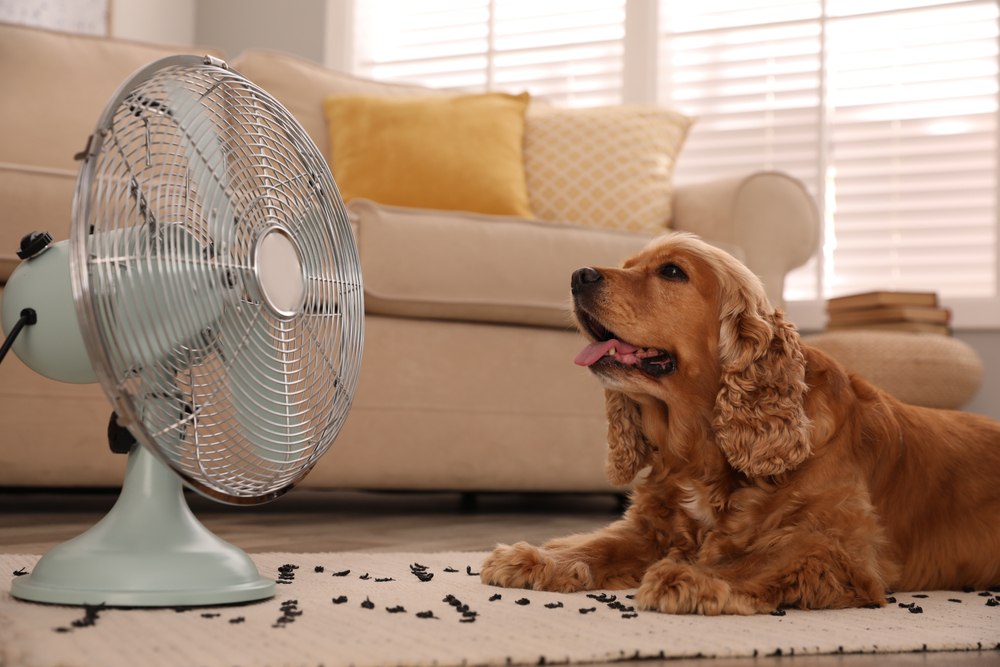 Dog staying cool during hot weather, highlighting heat stroke prevention, proper hydration, shade, and safe summer pet care practices.