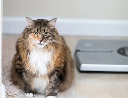 Is Your Pet the Right Weight? How to Use a Body Condition Score