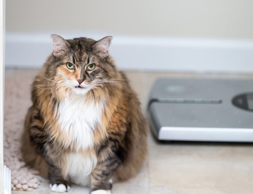 Is Your Pet the Right Weight? How to Use a Body Condition Score