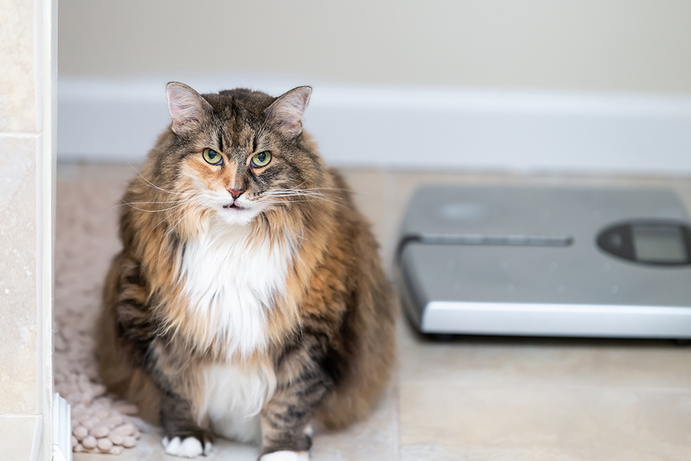 Overweight cat sitting near a scale during veterinary weight management evaluation