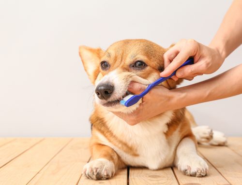 Dental Home Care That Works: Brushes, Wipes, and Gels