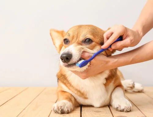 Dental Home Care That Works: Brushes, Wipes, and Gels