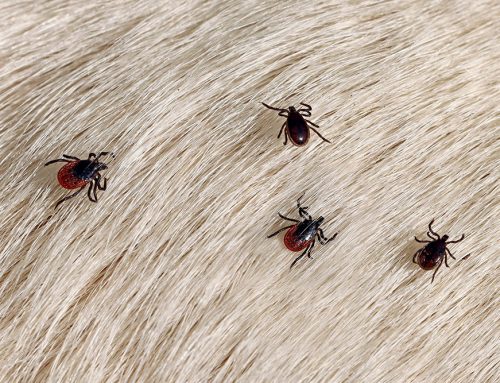 Why Do So Many Guam Dogs Test Positive for Tick-Borne Disease?