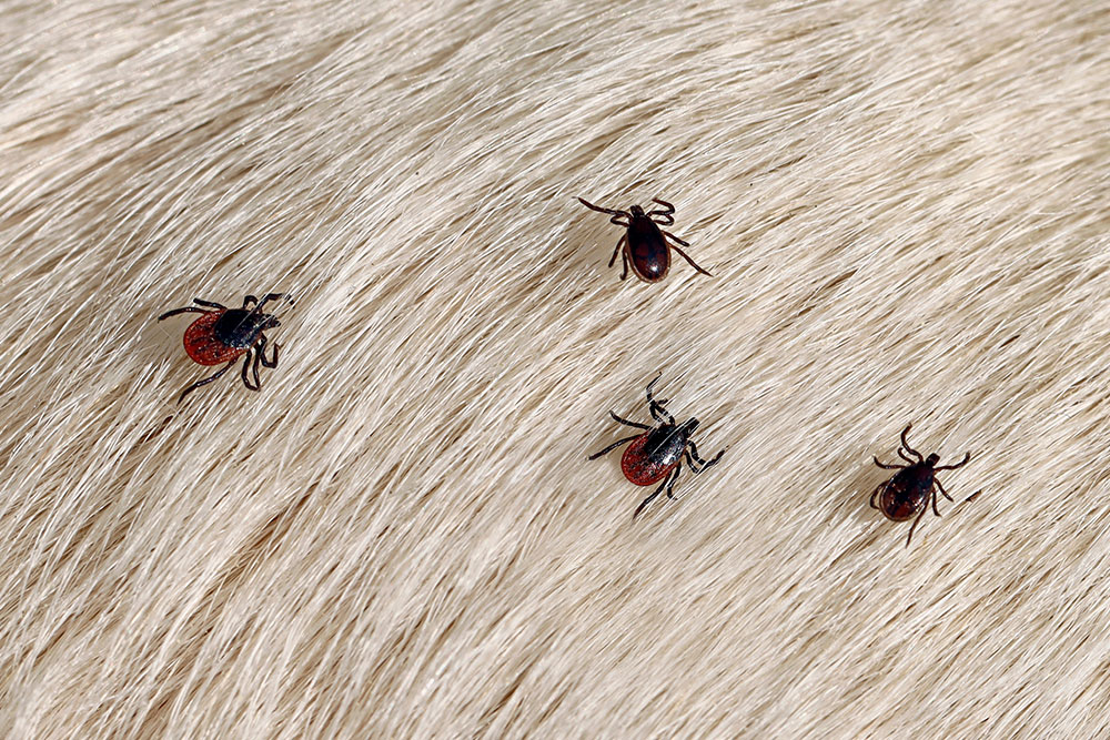 A macro close-up shot showing four small, unengorged deer ticks with dark bodies and reddish-brown abdomens crawling on the thick, light-colored or white fur of an animal.