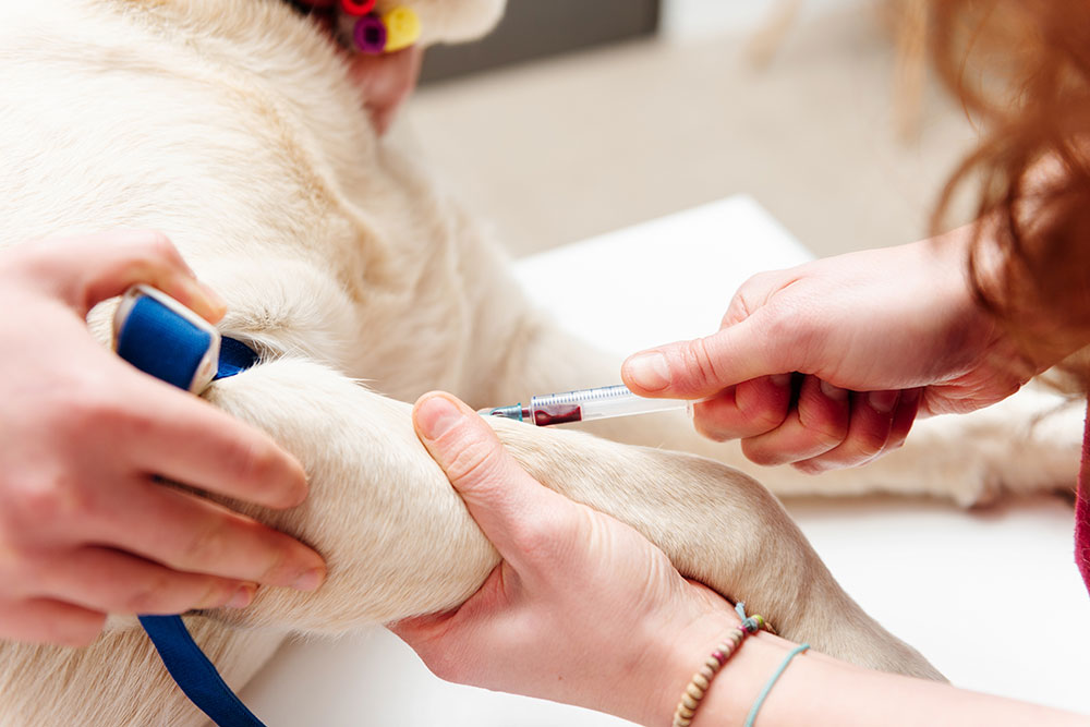 Close-up of a dog’s front leg as a veterinarian holds the paw and inserts a syringe into a vein, with a blue tourniquet wrapped around the leg during a veterinary procedure.