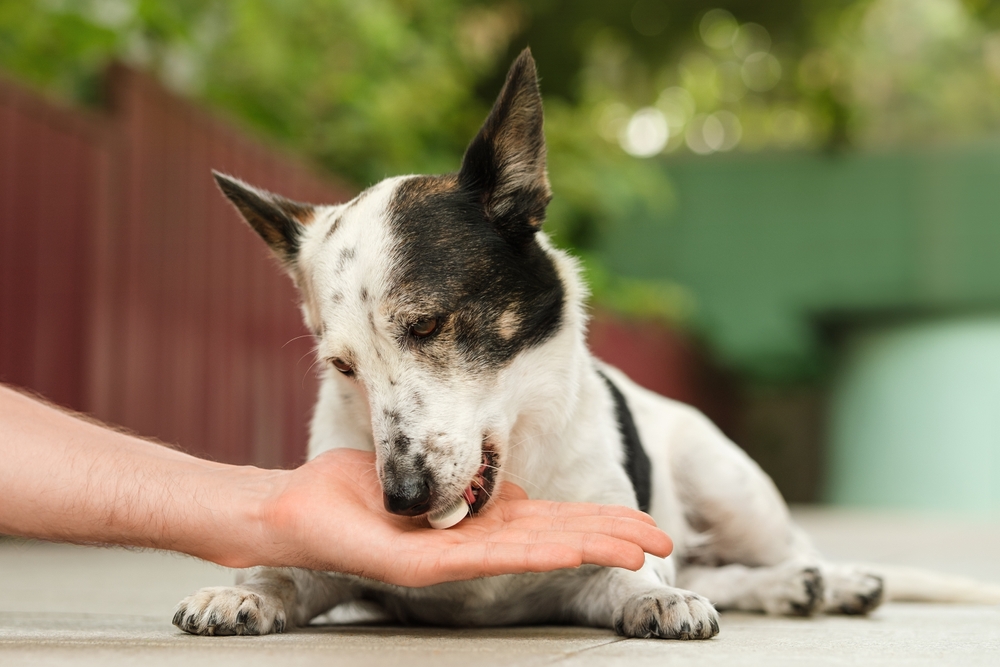 Small dog receiving oral medication for arthritis from owner